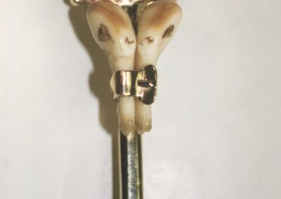 Broche vènerie simple, ceinturon et crocs de cerf